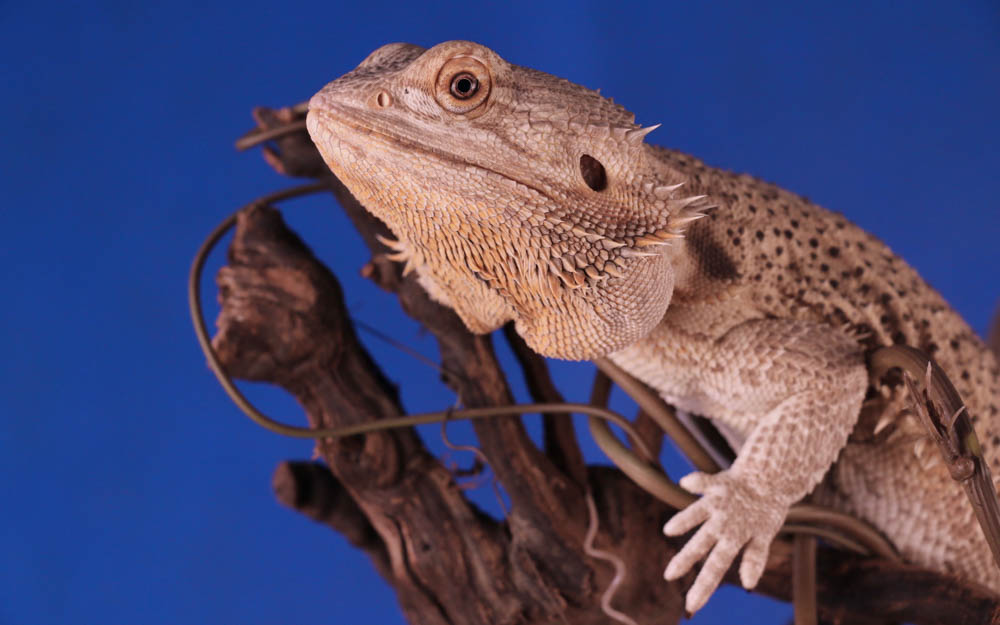 bearded dragon